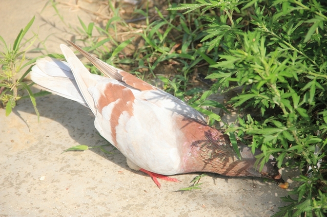 觅食2 摄影 富春江畔