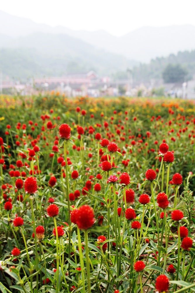 山村 摄影 也早