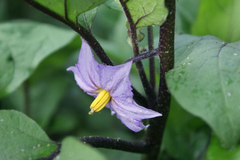 茄子花 摄影 英子的秋天