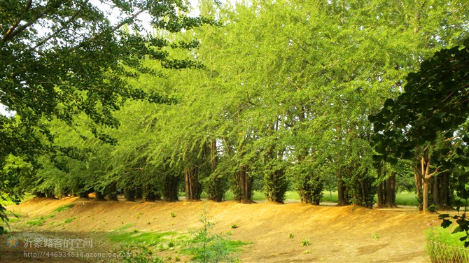 临沂银杏园 摄影 沂蒙路客