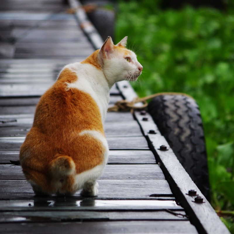 洞里萨湖水上人家家猫 摄影 赵狐狸