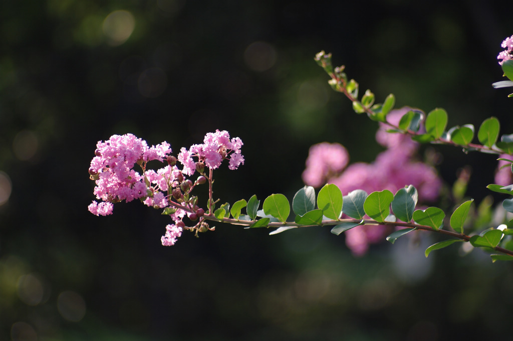 山花烂漫 摄影 天容海色