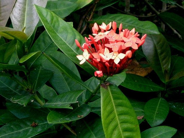 花花 摄影 心原