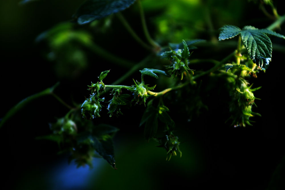 野草3 摄影 修身致远