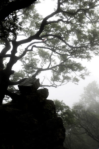 历经风雨—河南洛阳嵩县白云山 摄影 老老飞