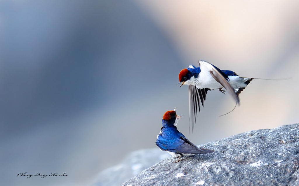 线尾燕 Hirundo smithii 摄影 重庆咔嚓