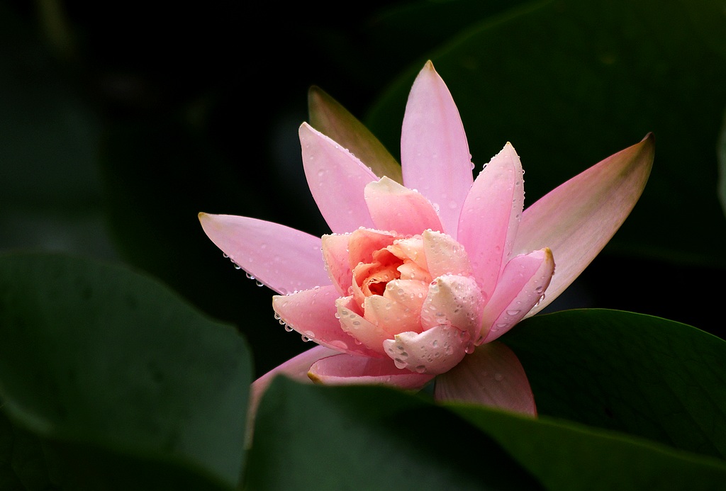 莲花 摄影 心有芊芊