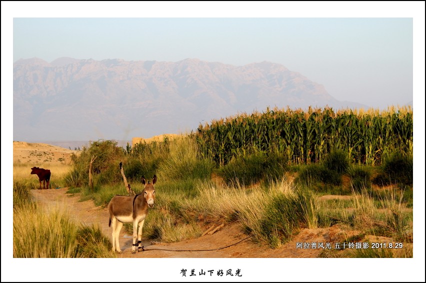 贺兰山下好风光 摄影 五十铃