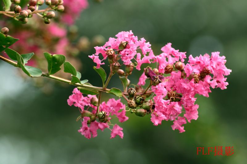 花和蕾 摄影 房摞房