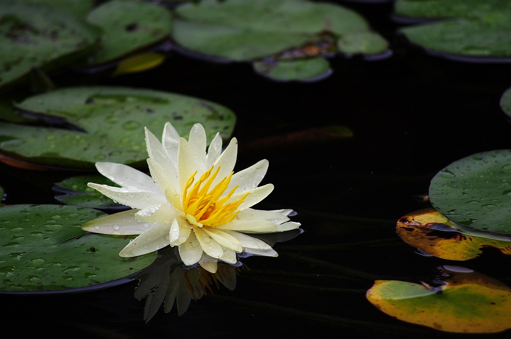 ~莲花~ 摄影 心有芊芊