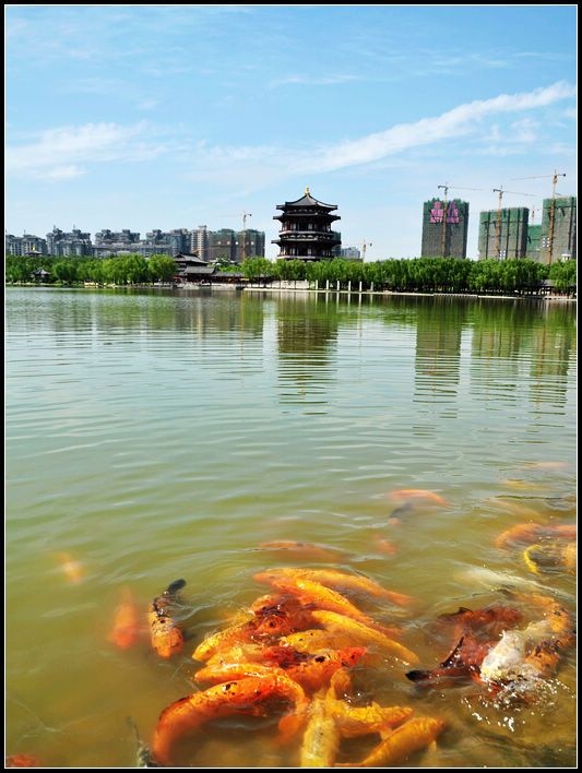 大唐芙蓉园    年年有余 摄影 世界你好