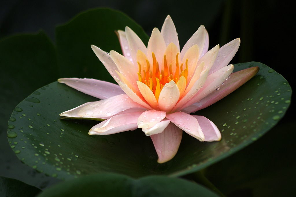 ~~莲花~~ 摄影 心有芊芊
