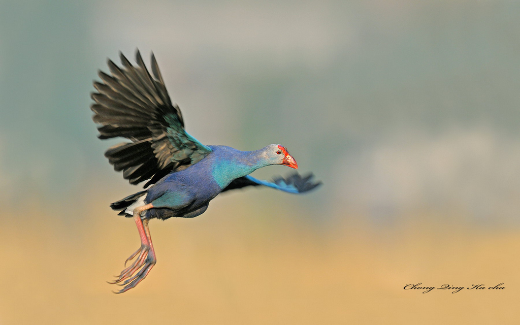 紫水鸡 Porphyrio porphyrio 摄影 重庆咔嚓