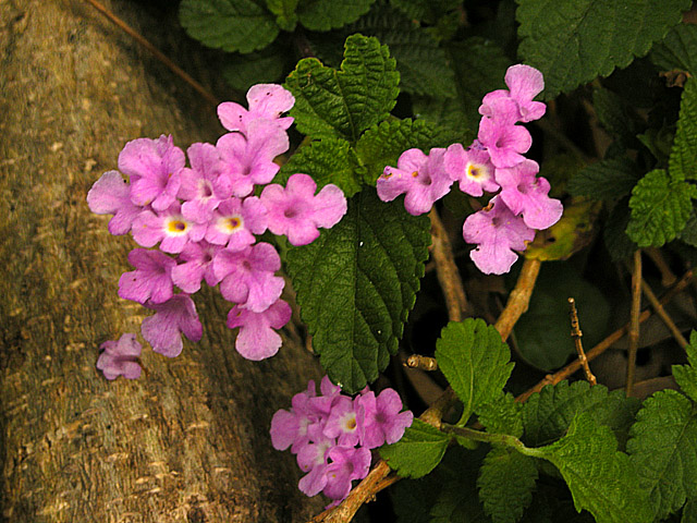 花花 摄影 心原