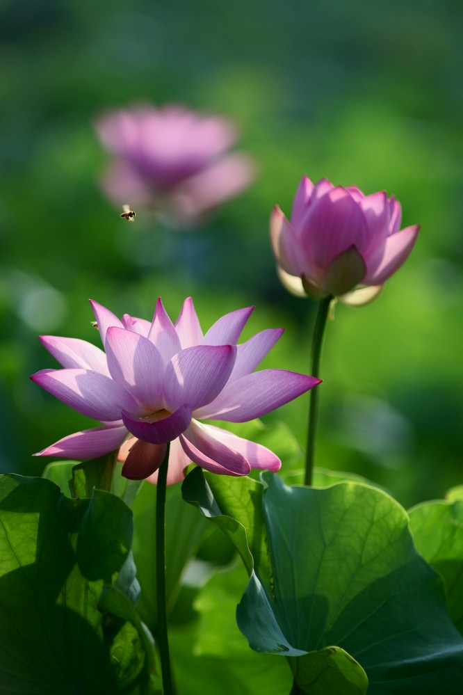 2011荷花10 摄影 大小世界