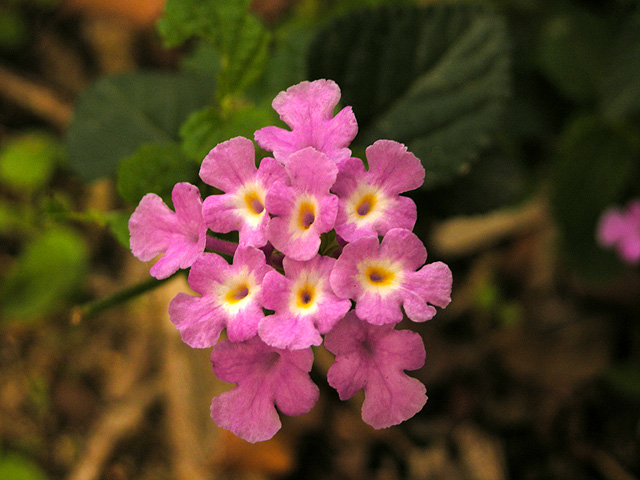 花花 摄影 心原