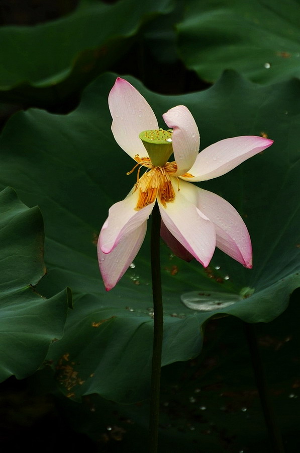 花自飘零水自流。一种相思，两处闲愁。 摄影 玥玥猪