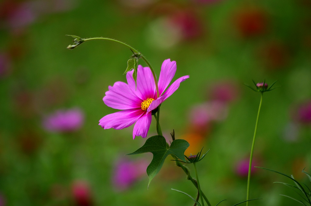 波斯菊 摄影 心有芊芊