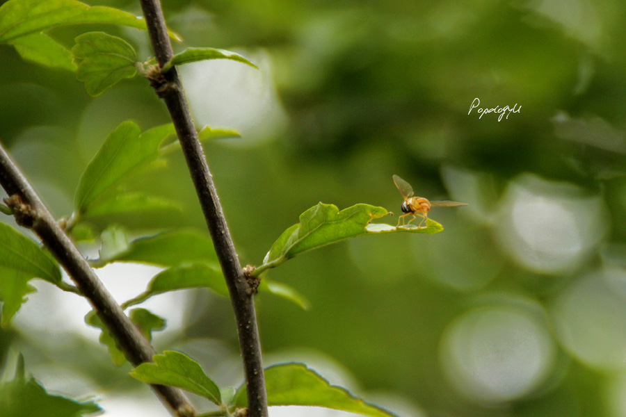 小蜜蜂 摄影 木獸丘