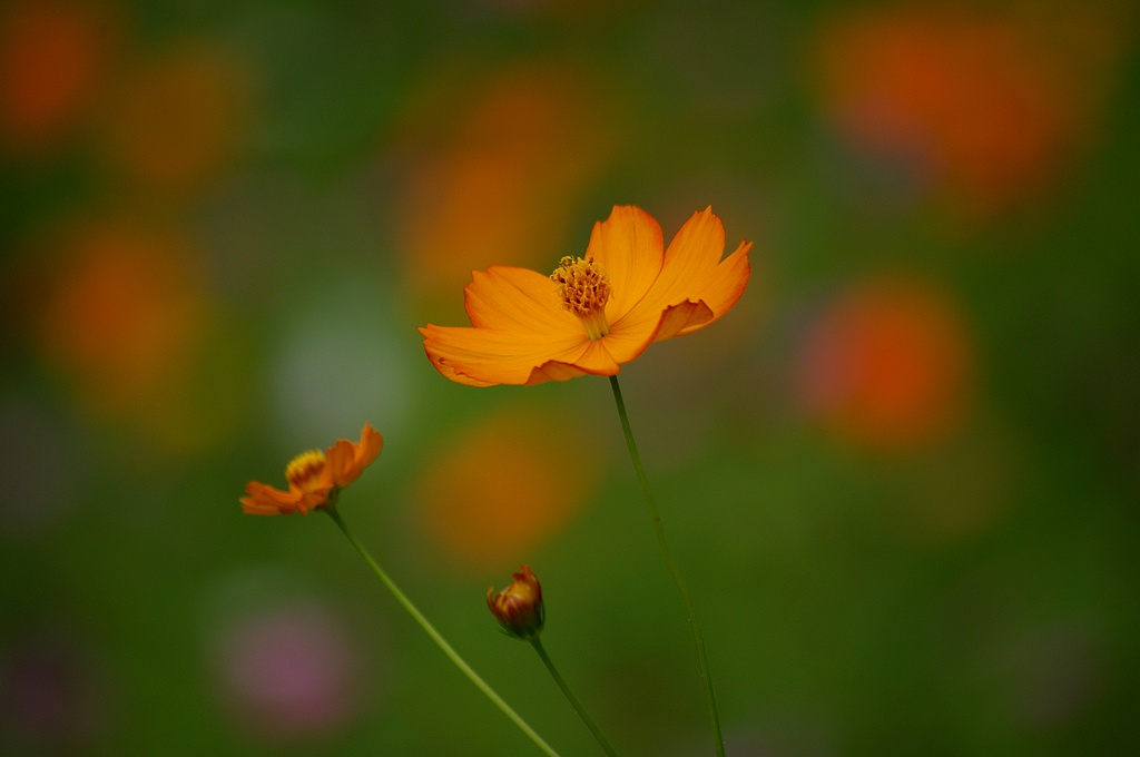 硫磺菊 摄影 心有芊芊