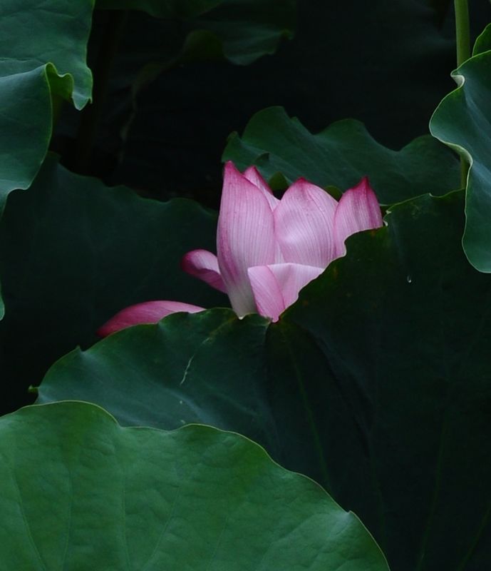 异龙湖荷 摄影 光影涤荡