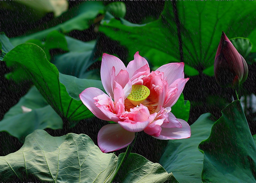 荷花 摄影 手震震