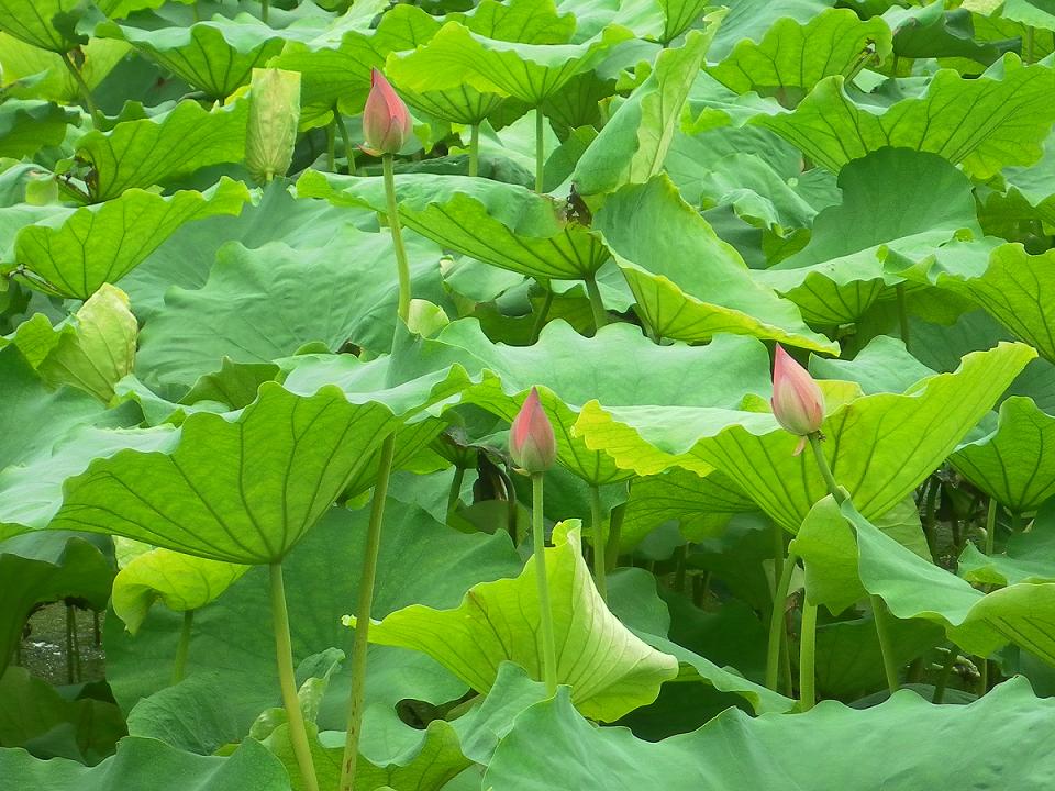 西湖的荷1 摄影 回眸瞬间