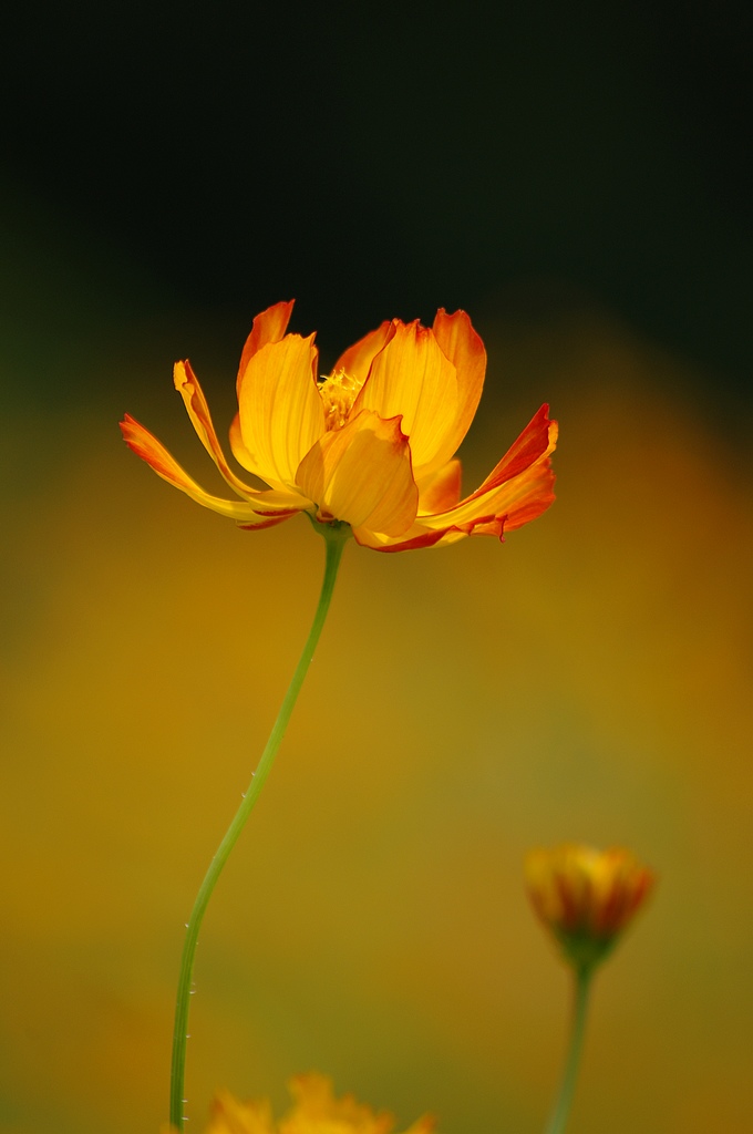 ~硫磺菊~ 摄影 心有芊芊