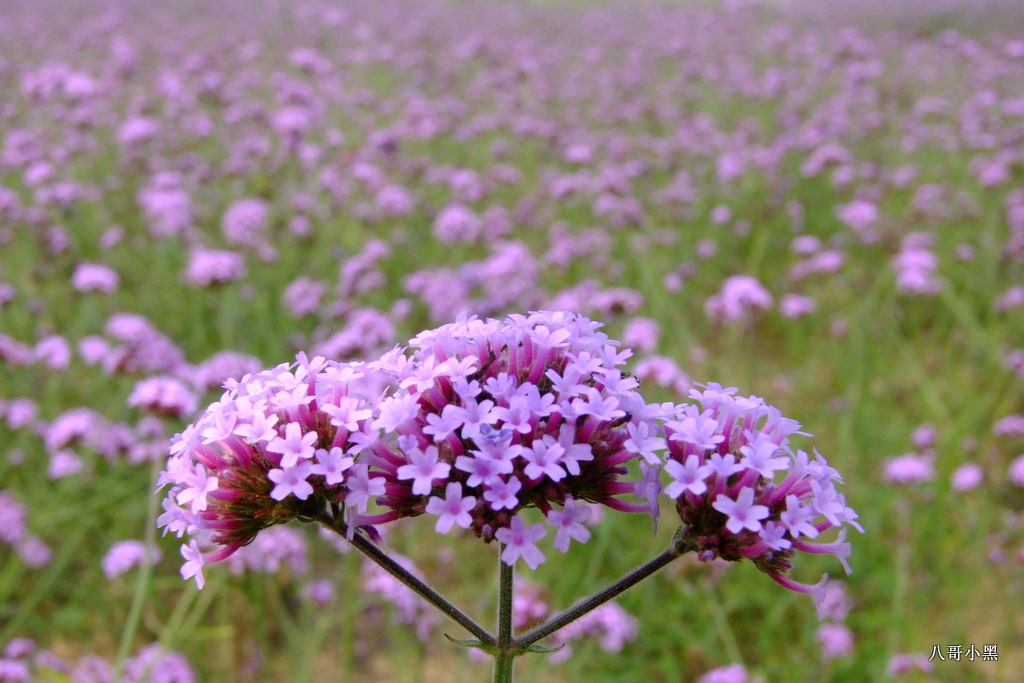 花 摄影 八哥小黑