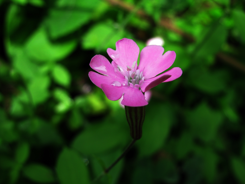 小花 摄影 丽强