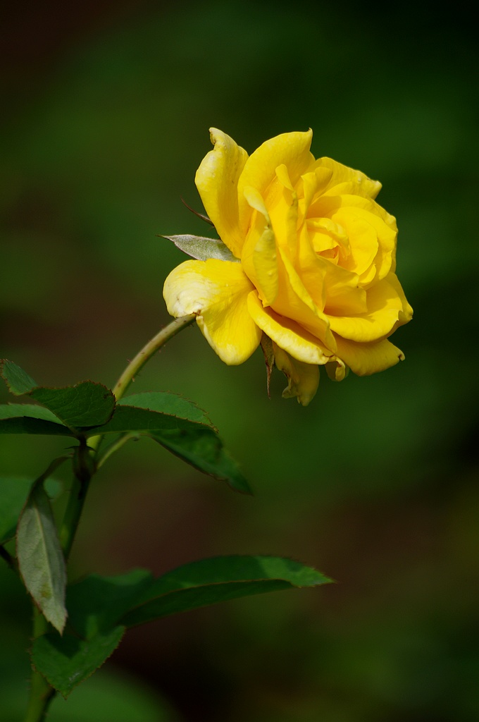 月季花 摄影 心有芊芊