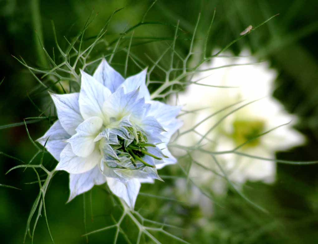 淡篮色小花 摄影 孙黎明