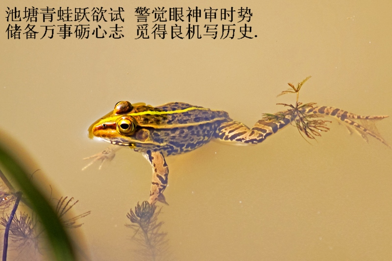 今摄青蛙 摄影 wang1948