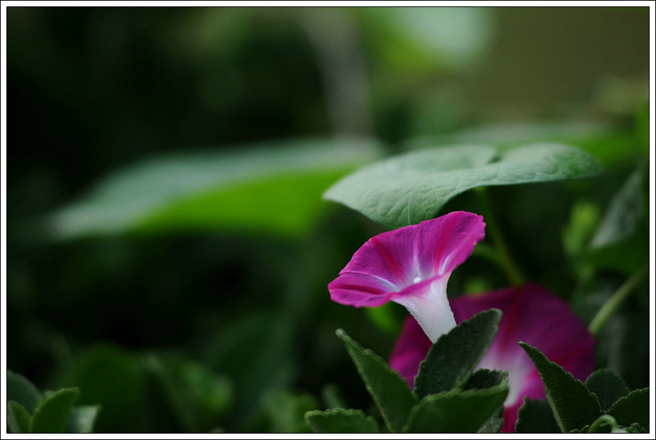 山花烂漫 摄影 高原大鹏