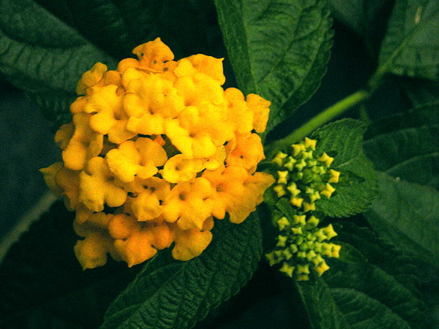 花花 摄影 心原