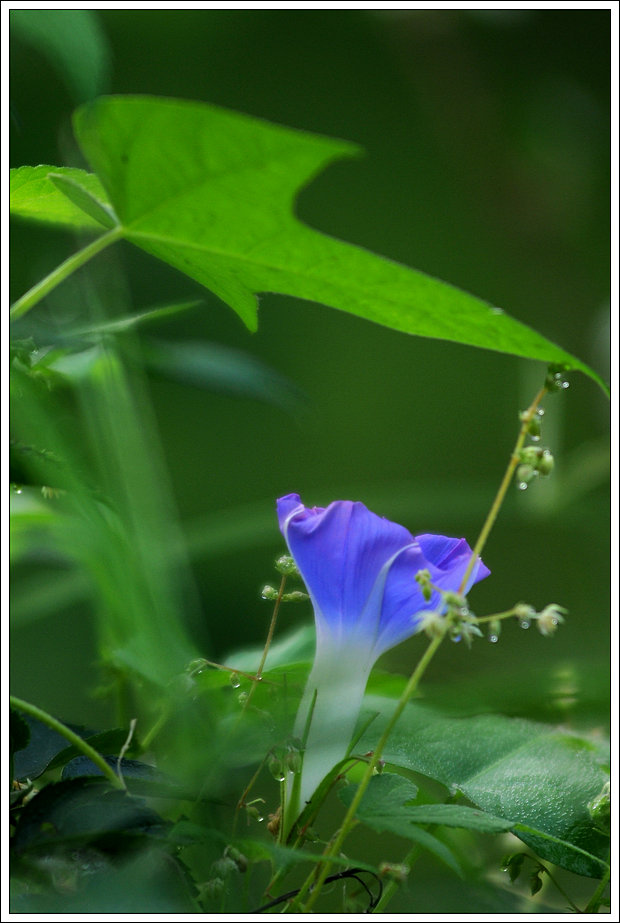 山花烂漫 摄影 高原大鹏