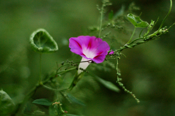 牵牛花 摄影 漫花遍野