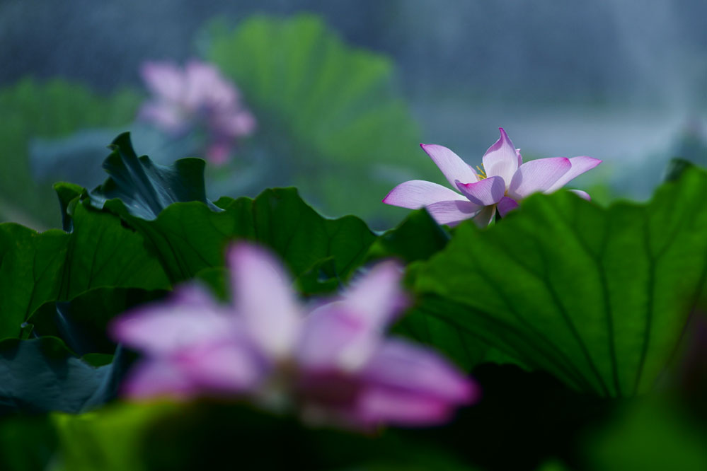 2011荷花12 摄影 大小世界