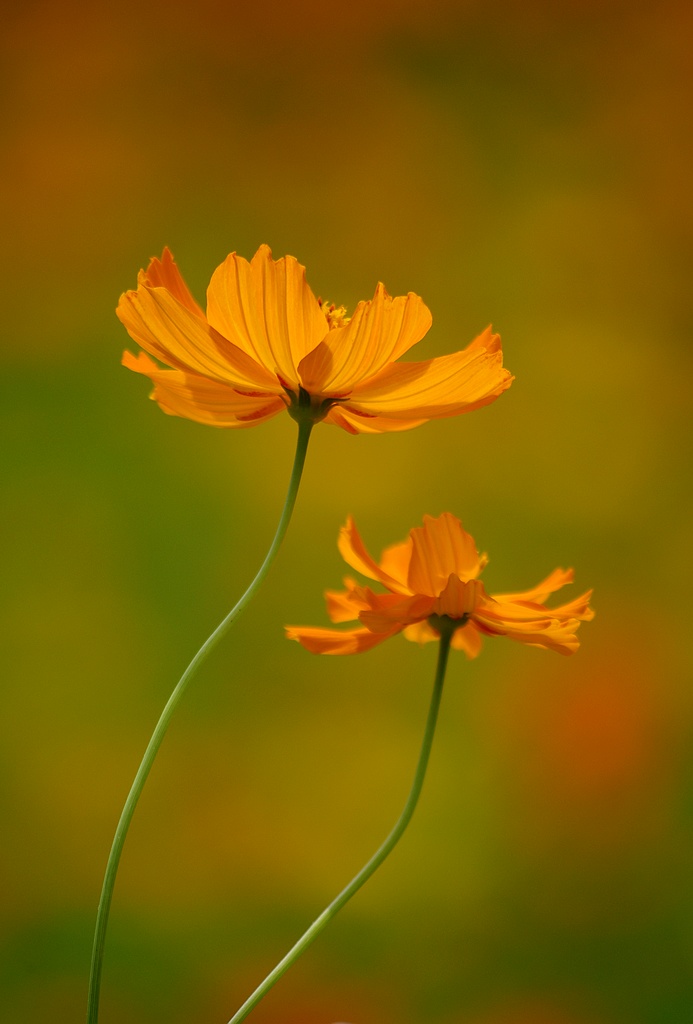 ~~硫磺菊~~ 摄影 心有芊芊