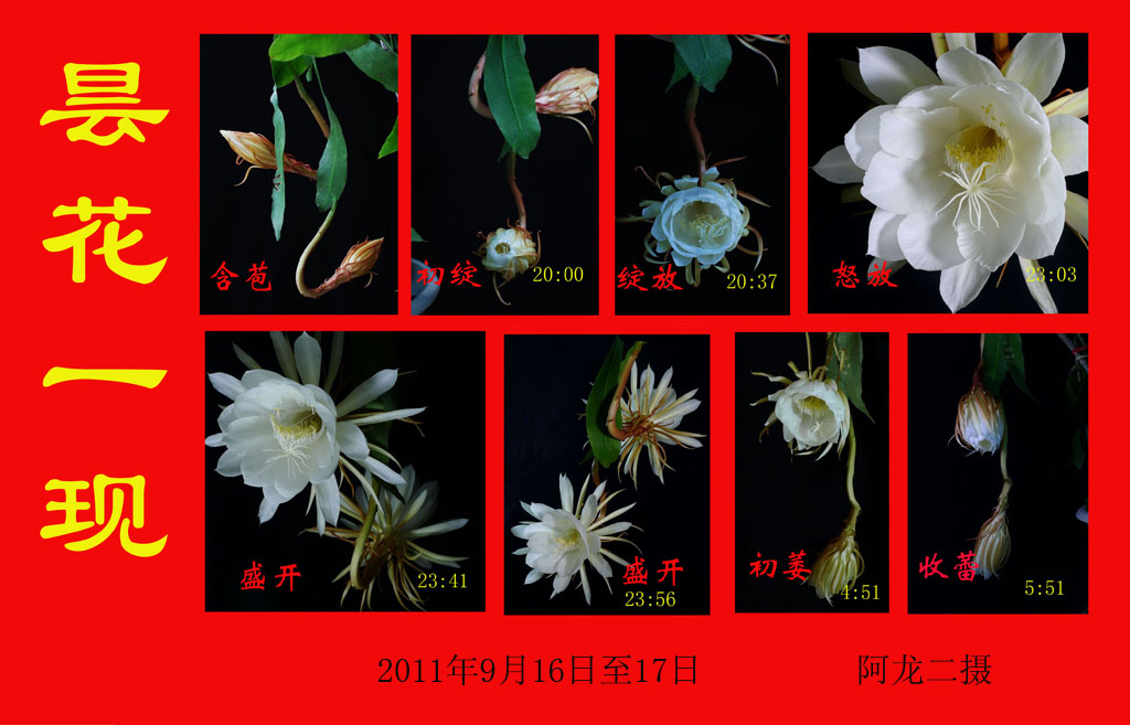 昙花一现 摄影 阿龙2