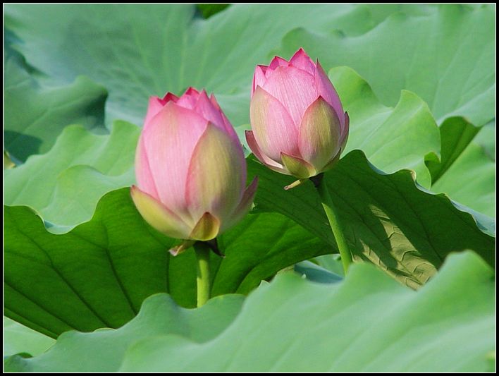 姐妹花 摄影 红棉