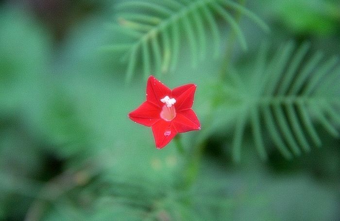 五星花开 摄影 小驴志走天