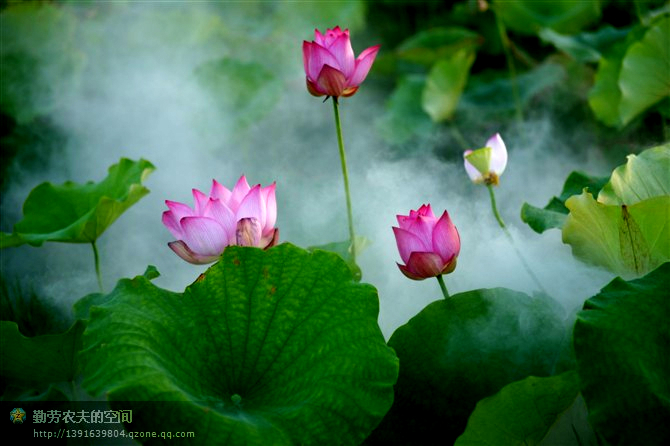 雾里看花 摄影 勤劳农夫