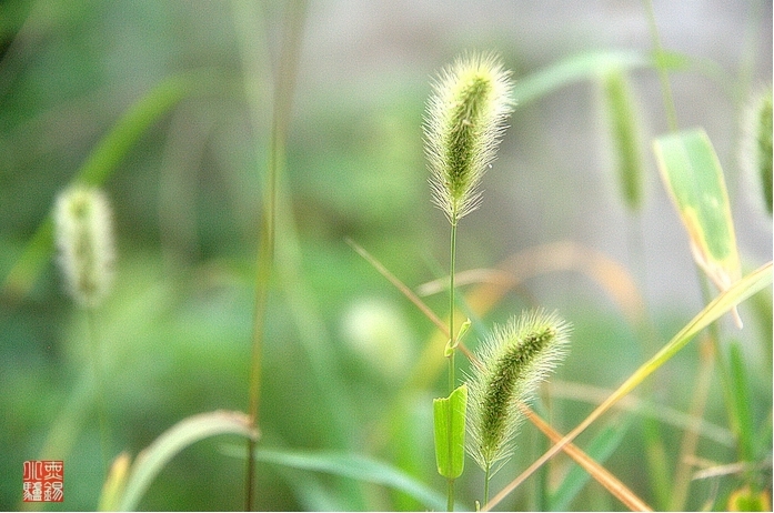 田园随拍 - 无名草 摄影 小驴志走天