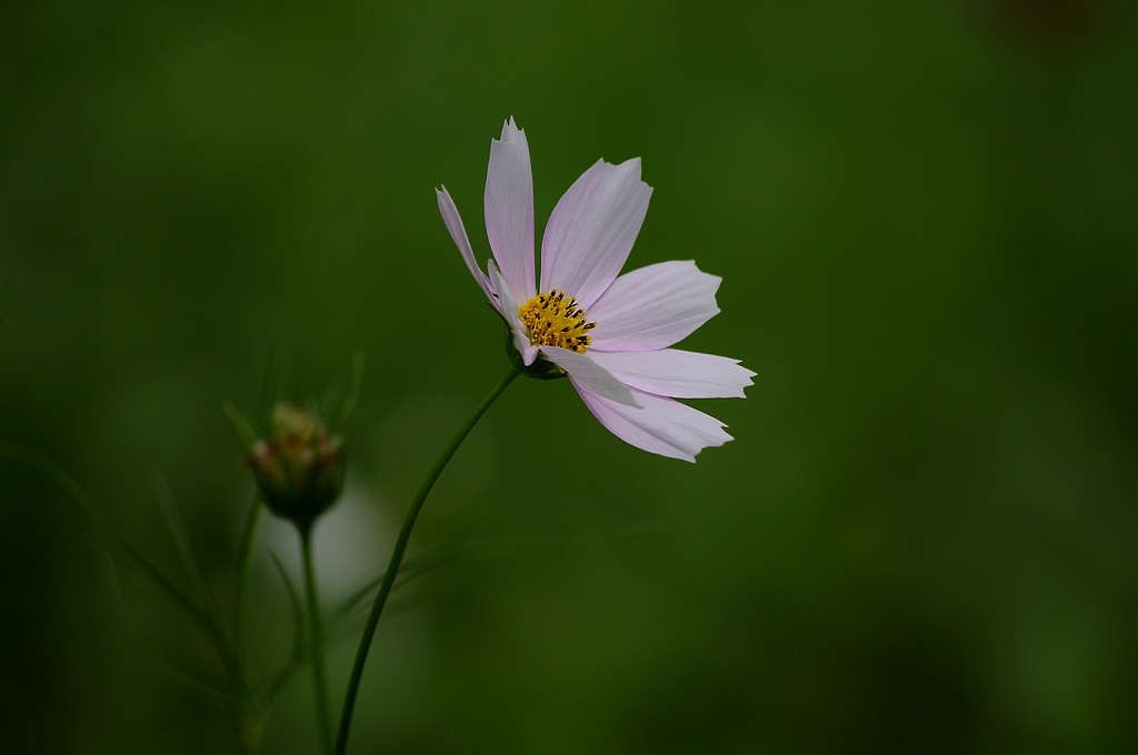 ~波斯菊~ 摄影 心有芊芊