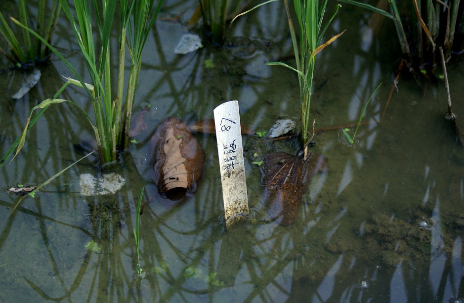 单号段87 摄影 烟雨湘南