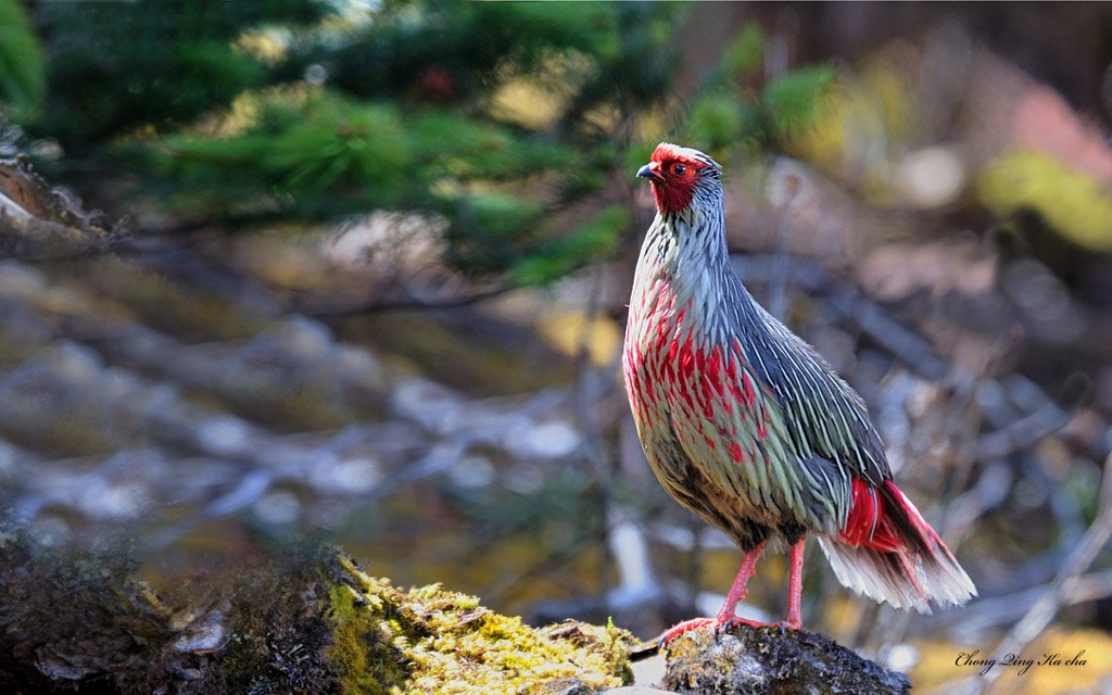 血雉 BloodPheasant 摄影 重庆咔嚓