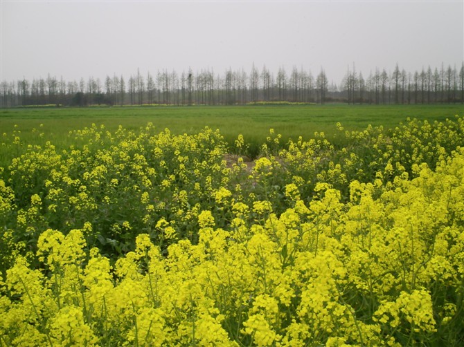 疯狂油菜花 摄影 青梅莲心