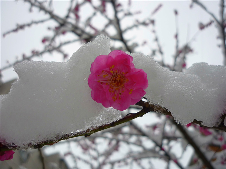 梅花欢喜漫天雪 摄影 马旺仔