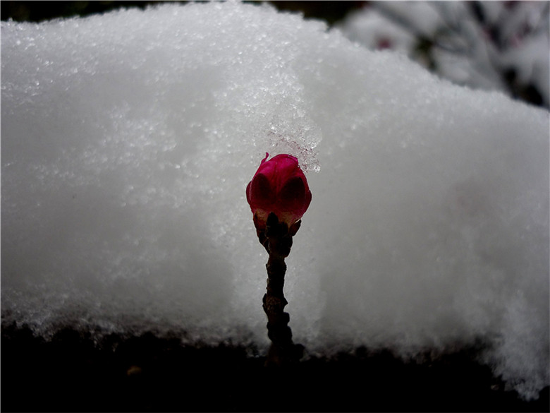 梅花欢喜漫天雪 摄影 马旺仔